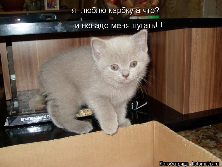 я люблю карбку а что? и ненадо меня пугать!!! и ненадо меня пугать!!!... Котоматрица: я люблю карбку а что? и ненадо меня пугать!!! и ненадо меня пугать!!!