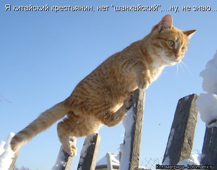 . Я китайский крестьянин, нет "шанхайский",...ну, не знаю...... Котоматрица: . Я китайский крестьянин, нет "шанхайский",...ну, не знаю...