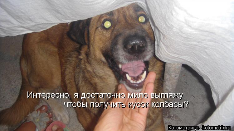 Интересно, я достаточно мило выгляжу чтобы получить кусок колбасы?... Котоматрица: Интересно, я достаточно мило выгляжу чтобы получить кусок колбасы?