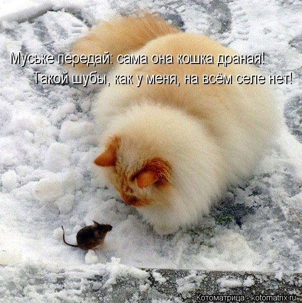Муське передай: сама она кошка драная! Такой шубы, как у меня, на всём селе нет!... Котоматрица: Муське передай: сама она кошка драная! Такой шубы, как у меня, на всём селе нет!