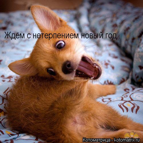 Ждём с нетерпением новый год..... Котоматрица: Ждём с нетерпением новый год..
