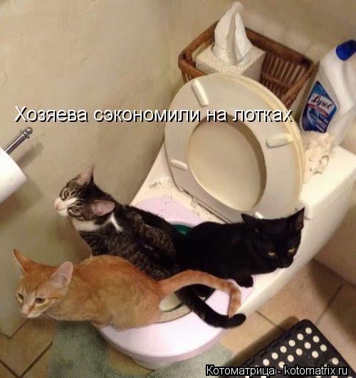 Хозяева сэкономили на лотках... Котоматрица: Хозяева сэкономили на лотках