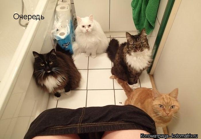 Очередь... Котоматрица: Очередь