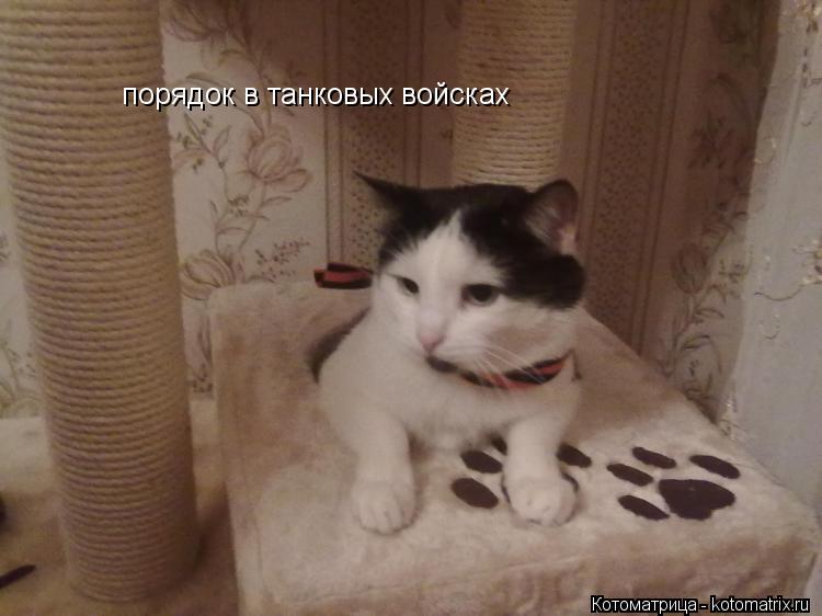 порядок в танковых войсках... Котоматрица: порядок в танковых войсках