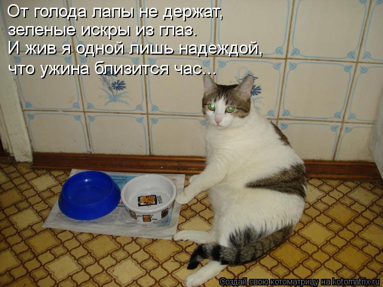 Котоматрица: От голода лапы не держат, зеленые искры из глаз. И жив я одной лишь надеждой, что ужина близится час...