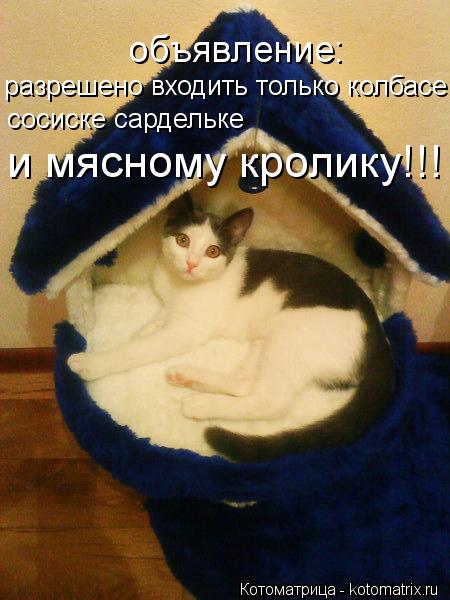 объявление: разрешено входить только колбасе сосиске сардельке и мясному кролику!!!... Котоматрица: объявление: разрешено входить только колбасе сосиске сардельке и мясному кролику!!!
