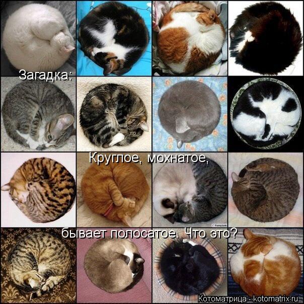Загадка: Круглое, мохнатое, бывает полосатое. Что это?... Котоматрица: Загадка: Круглое, мохнатое, бывает полосатое. Что это?