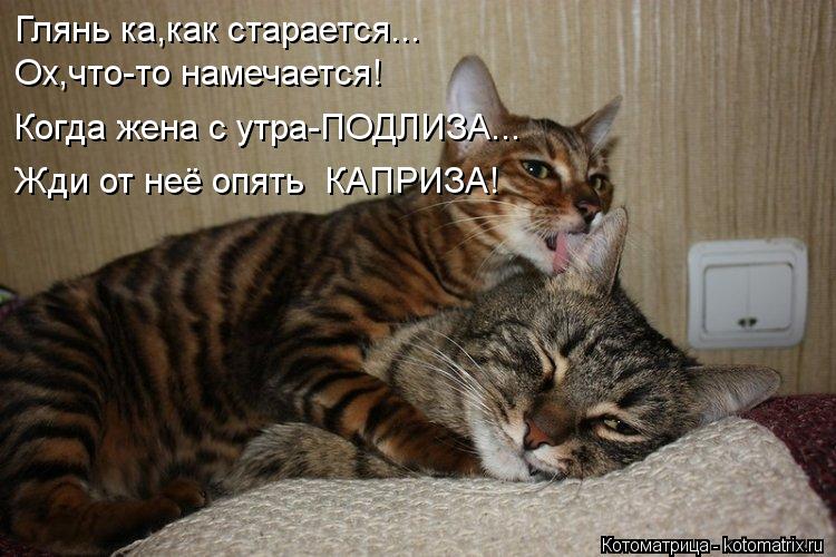 Котоматрица: Жди от неё опять  КАПРИЗА! Глянь ка,как старается... Ох,что-то намечается! Когда жена с утра-ПОДЛИЗА...