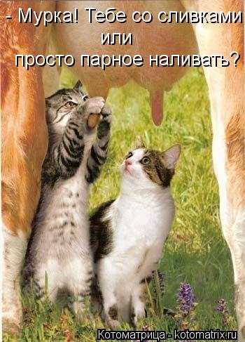 - Мурка! Тебе со сливками или просто парное наливать?... Котоматрица: - Мурка! Тебе со сливками или просто парное наливать?