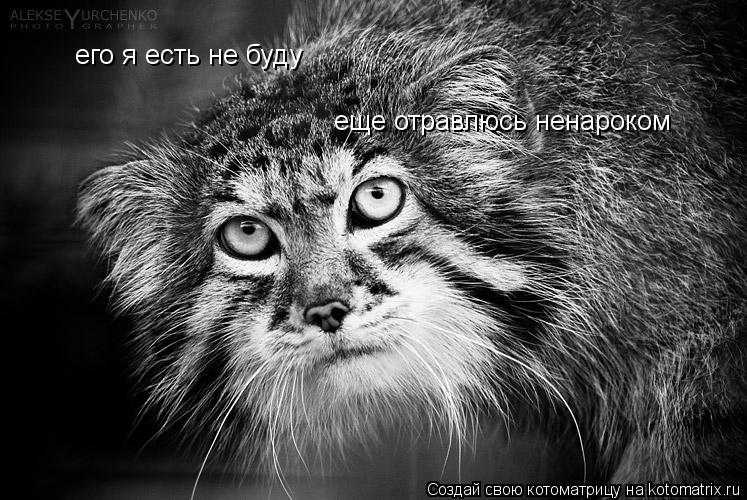 его я есть не буду еще отравлюсь ненароком... Котоматрица: его я есть не буду еще отравлюсь ненароком