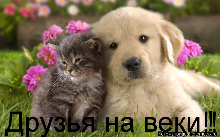 Друзья на веки!!! !... Котоматрица: Друзья на веки!!! !