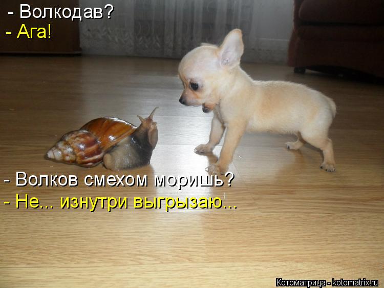 - Волкодав? - Ага! - Волков смехом моришь? - Не... изнутри выгрызаю...... Котоматрица: - Волкодав? - Ага! - Волков смехом моришь? - Не... изнутри выгрызаю...