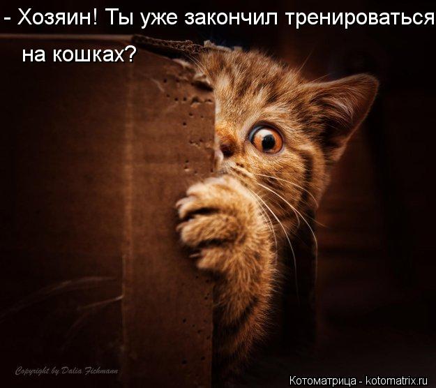 - Хозяин! Ты уже закончил тренироваться на кошках?... Котоматрица: - Хозяин! Ты уже закончил тренироваться на кошках?