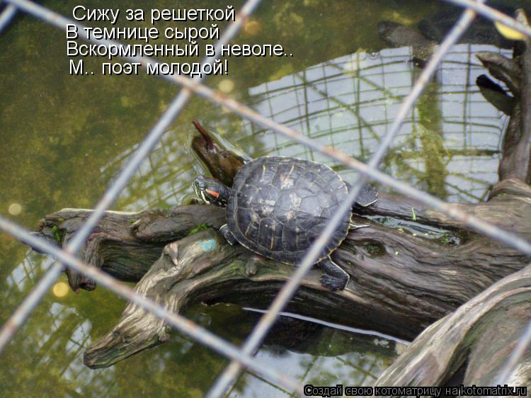 Сижу за решеткой В темнице сырой Вскормленный в неволе.. М.. поэт молодой!... Котоматрица: Сижу за решеткой В темнице сырой Вскормленный в неволе.. М.. поэт молодой!
