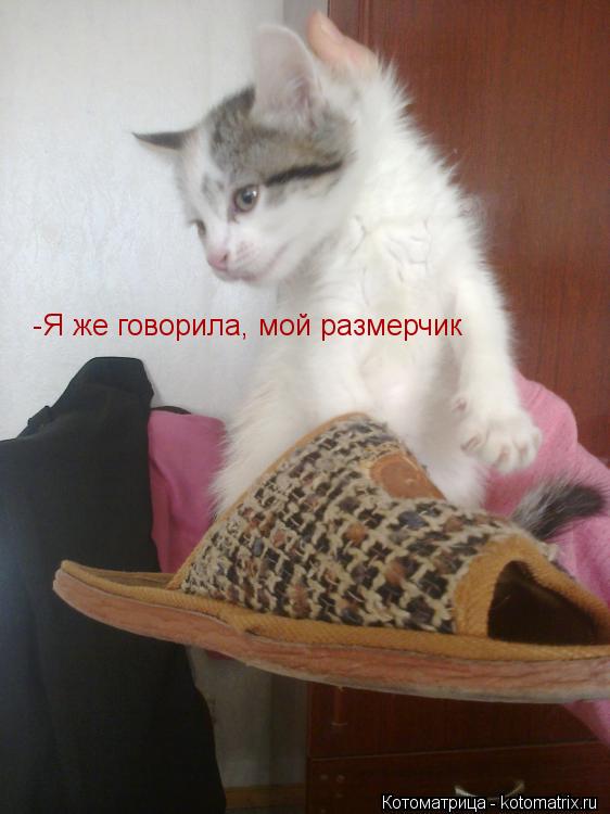 -Я же говорила, мой размерчик... Котоматрица: -Я же говорила, мой размерчик