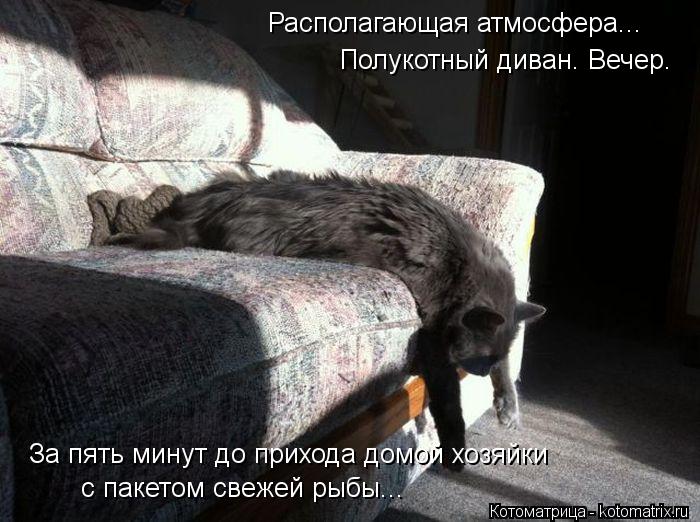 Располагающая атмосфера... Полукотный диван. Вечер. За пять минут до прихода домой хозяйки с пакетом ... Котоматрица: Располагающая атмосфера... Полукотный диван. Вечер. За пять минут до прихода домой хозяйки с пакетом свежей рыбы...