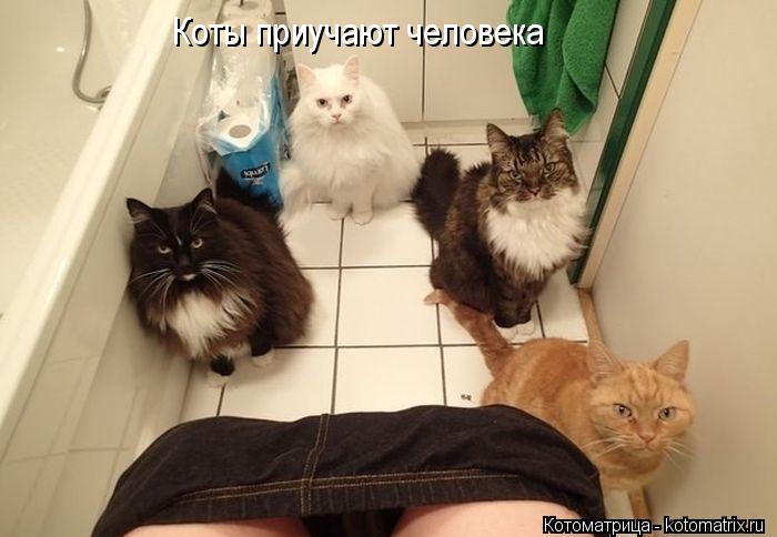 Коты приучают человека... Котоматрица: Коты приучают человека