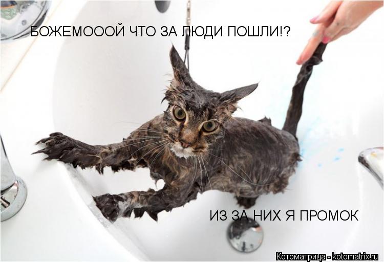 БОЖЕМОООЙ ЧТО ЗА ЛЮДИ ПОШЛИ!? ИЗ ЗА НИХ Я ПРОМОК... Котоматрица: БОЖЕМОООЙ ЧТО ЗА ЛЮДИ ПОШЛИ!? ИЗ ЗА НИХ Я ПРОМОК