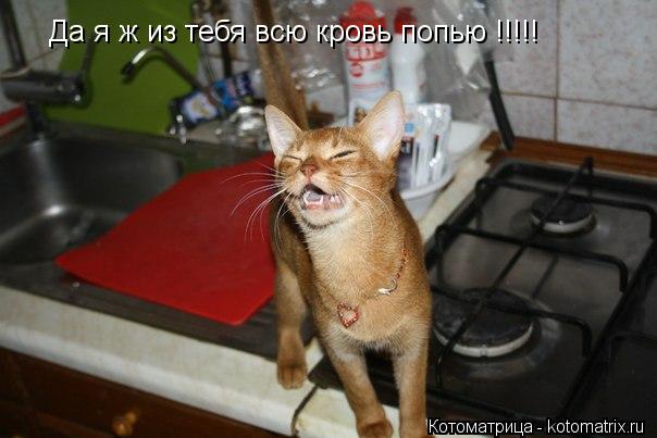 Да я ж из тебя всю кровь попью !!!!!... Котоматрица: Да я ж из тебя всю кровь попью !!!!!