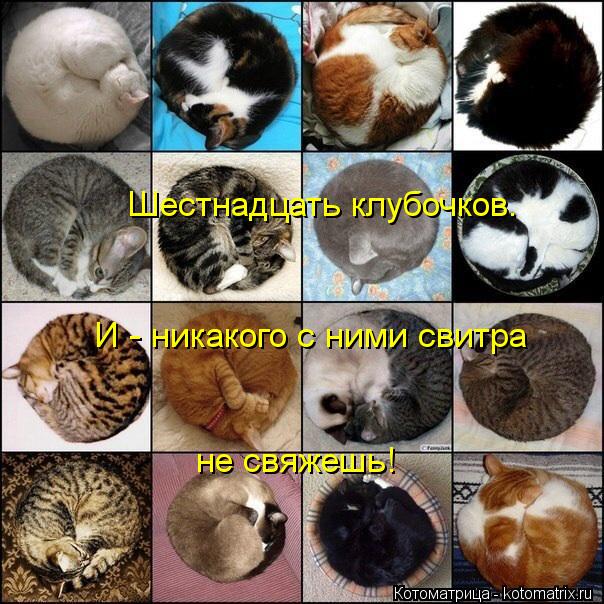 Шестнадцать клубочков. И - никакого с ними свитра не свяжешь!... Котоматрица: Шестнадцать клубочков. И - никакого с ними свитра не свяжешь!
