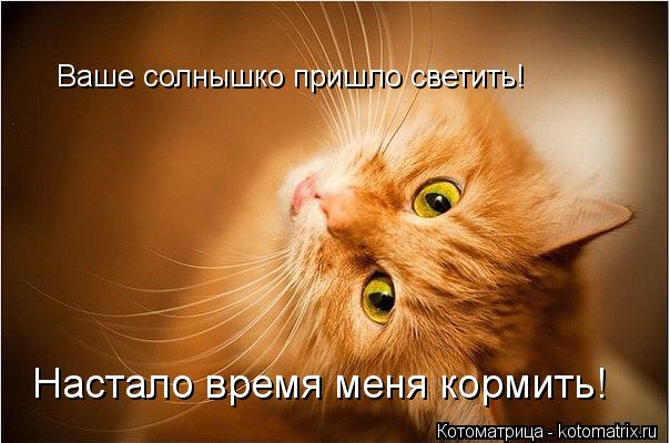 Настало время меня кормить! Ваше солнышко пришло светить!... Котоматрица: Настало время меня кормить! Ваше солнышко пришло светить!