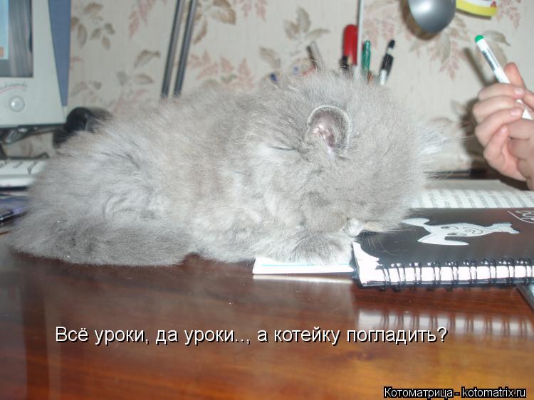 Всё уроки, да уроки.., а котейку погладить?... Котоматрица: Всё уроки, да уроки.., а котейку погладить?