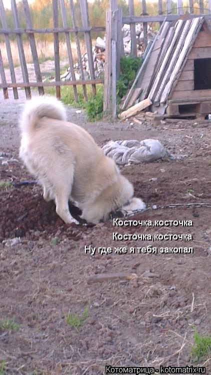 Косточка,косточка Косточка,косточка Ну где же я тебя закопал... Котоматрица: Косточка,косточка Косточка,косточка Ну где же я тебя закопал