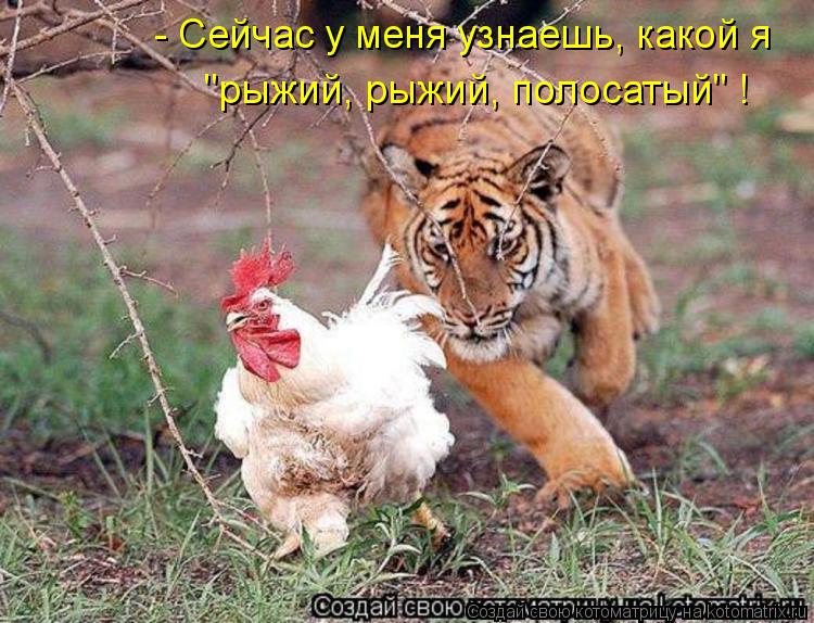 - Сейчас у меня узнаешь, какой я "рыжий, рыжий, полосатый" !... Котоматрица: - Сейчас у меня узнаешь, какой я "рыжий, рыжий, полосатый" !