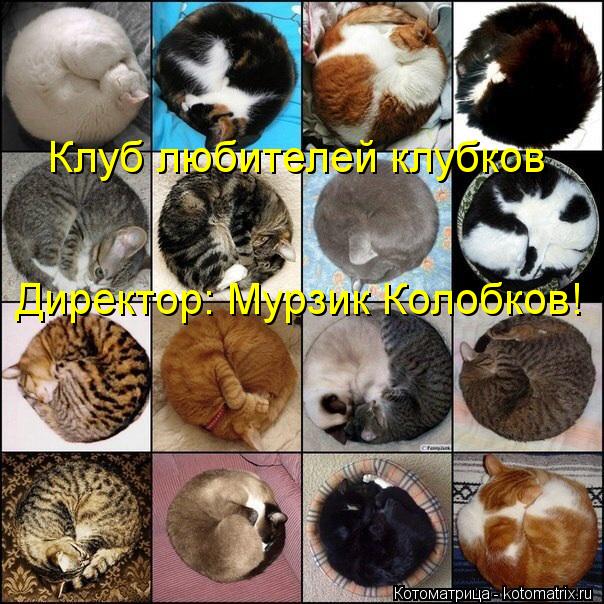 Клуб любителей клубков Директор: Мурзик Колобков!... Котоматрица: Клуб любителей клубков Директор: Мурзик Колобков!