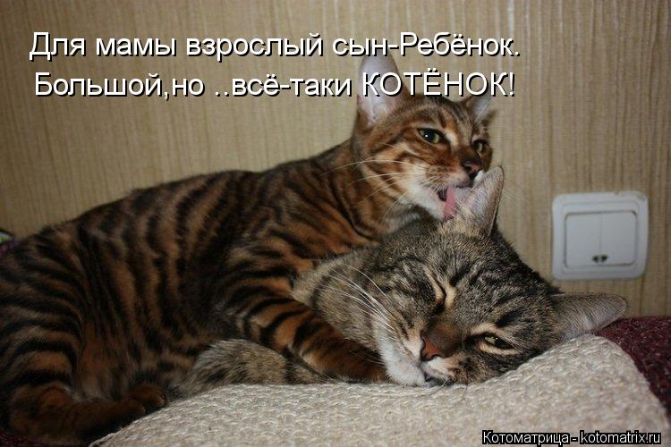 Большой,но ..всё-таки КОТЁНОК! Для мамы взрослый сын-Ребёнок.... Котоматрица: Большой,но ..всё-таки КОТЁНОК! Для мамы взрослый сын-Ребёнок.