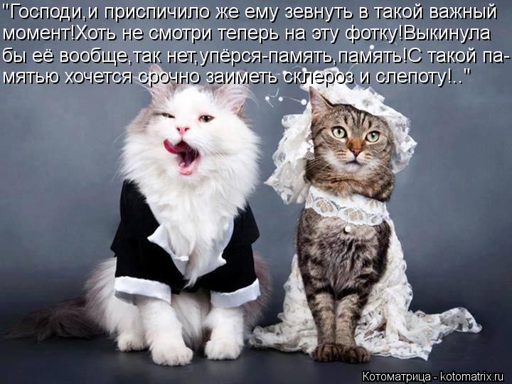 "Господи,и приспичило же ему зевнуть в такой важный момент!Хоть не смотри теперь на эту фотку!Выкинул... Котоматрица: "Господи,и приспичило же ему зевнуть в такой важный момент!Хоть не смотри теперь на эту фотку!Выкинула бы её вообще,так нет,упёрся-память,па