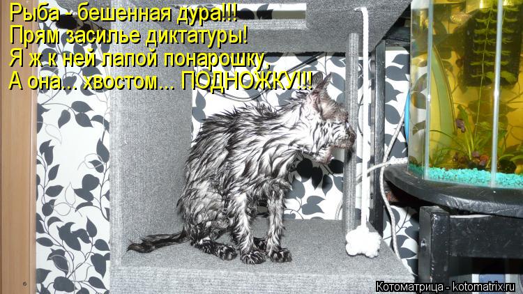 Котоматрица: Рыба - бешенная дура!!! Прям засилье диктатуры! Я ж к ней лапой понарошку,  А она... хвостом... ПОДНОЖКУ!!!