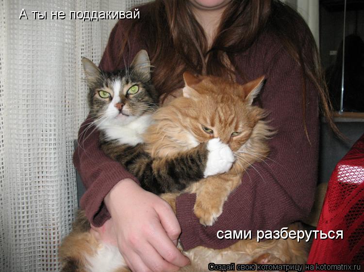 А ты не поддакивай сами разберуться... Котоматрица: А ты не поддакивай сами разберуться