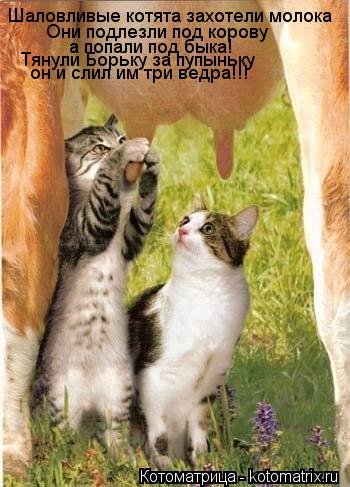Шаловливые котята захотели молока Они подлезли под корову а попали под быка! Тянули Борьку за пупыньк... Котоматрица: Шаловливые котята захотели молока Они подлезли под корову а попали под быка! Тянули Борьку за пупыньку он и слил им три ведра!!!