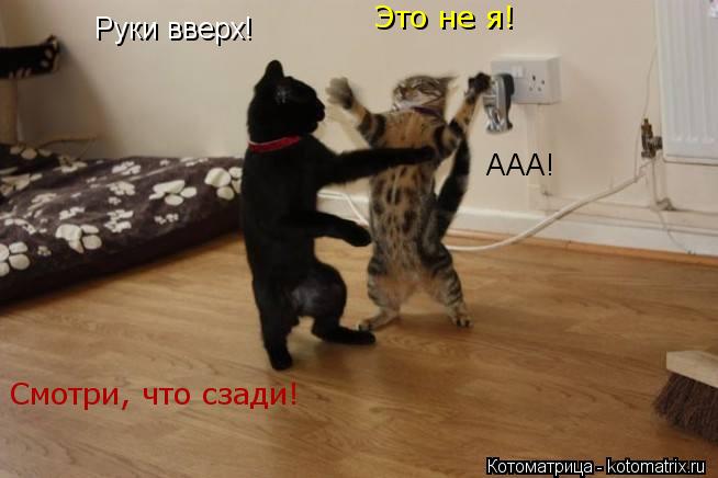 Руки вверх! Это не я! Смотри, что сзади! ААА!... Котоматрица: Руки вверх! Это не я! Смотри, что сзади! ААА!