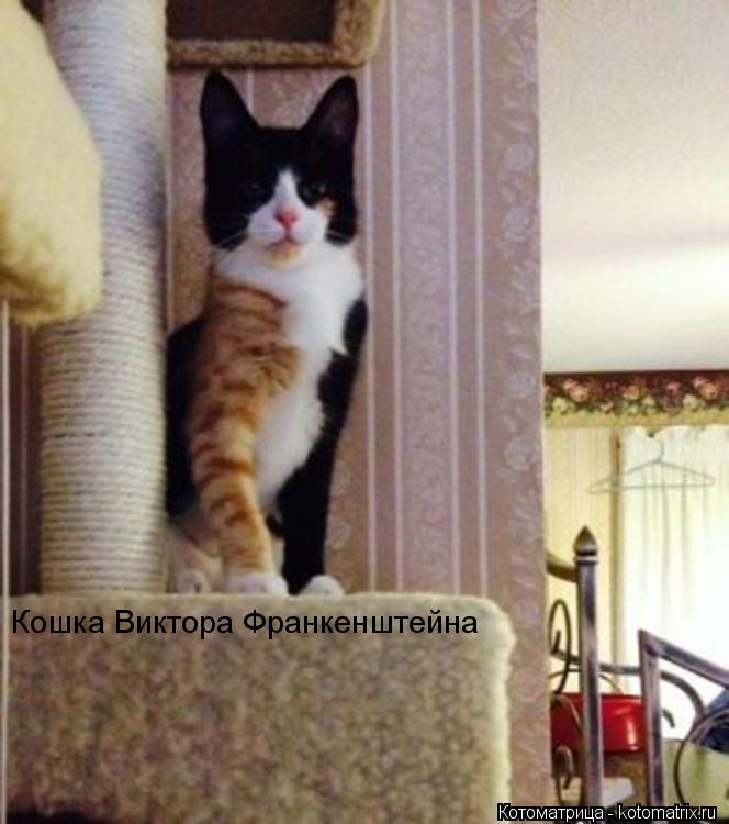 Кошка Виктора Франкенштейна... Котоматрица: Кошка Виктора Франкенштейна
