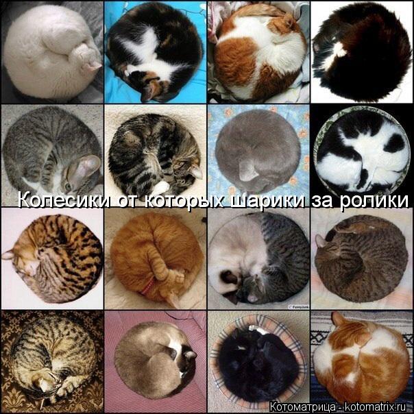 Колесики от которых шарики за ролики... Котоматрица: Колесики от которых шарики за ролики