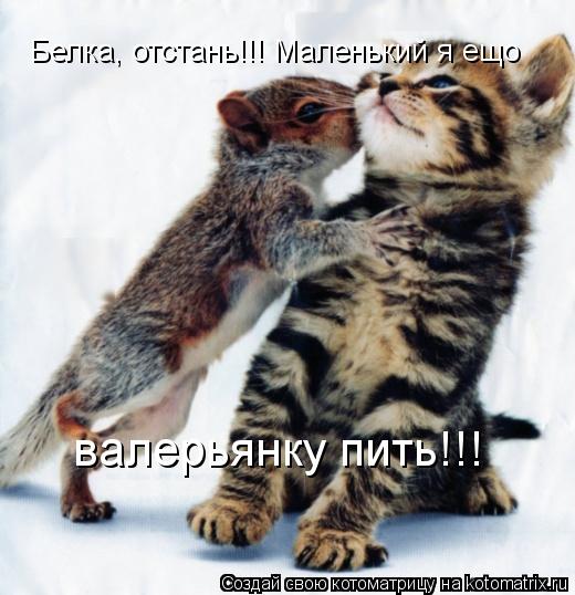 Белка, отстань!!! Маленький я ещо валерьянку пить!!!... Котоматрица: Белка, отстань!!! Маленький я ещо валерьянку пить!!!