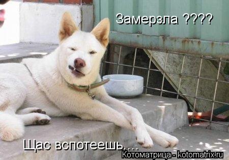 Замерзла ???? Щас вспотеешь....... Котоматрица: Замерзла ???? Щас вспотеешь....