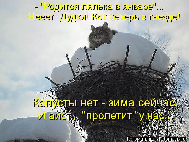 - "Родится лялька в январе"... Нееет! Дудки! Кот теперь в гнезде! Капусты нет - зима сейчас, И аист..... Котоматрица: - "Родится лялька в январе"... Нееет! Дудки! Кот теперь в гнезде! Капусты нет - зима сейчас, И аист... "пролетит" у нас...
