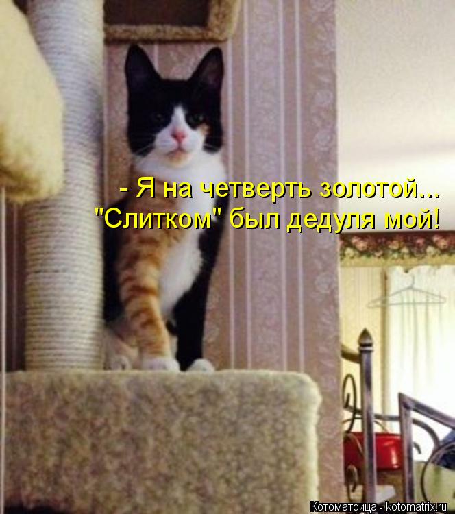 Котоматрица: - Я на четверть золотой... "Слитком" был дедуля мой!