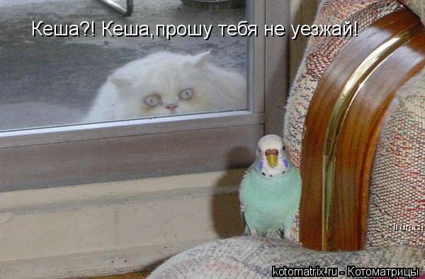 Кеша?! Кеша,прошу тебя не уезжай!... Котоматрица: Кеша?! Кеша,прошу тебя не уезжай!