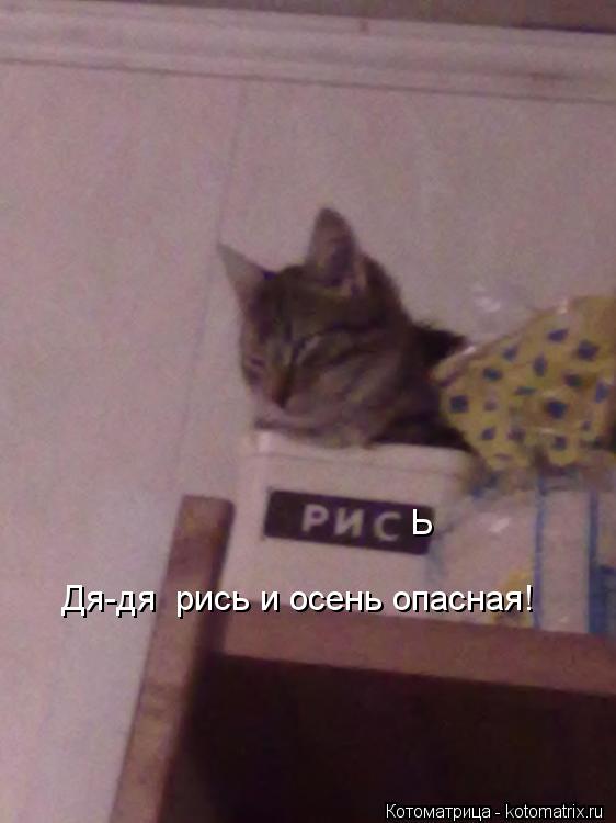 Ь Дя-дя рись и осень опасная!... Котоматрица: Ь Дя-дя рись и осень опасная!