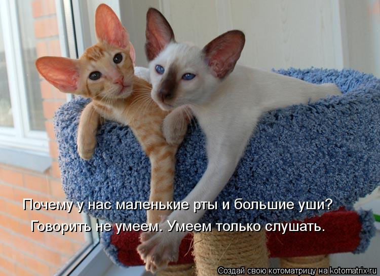 Почему у нас маленькие рты и большие уши? Говорить не умеем. Умеем только слушать.... Котоматрица: Почему у нас маленькие рты и большие уши? Говорить не умеем. Умеем только слушать.