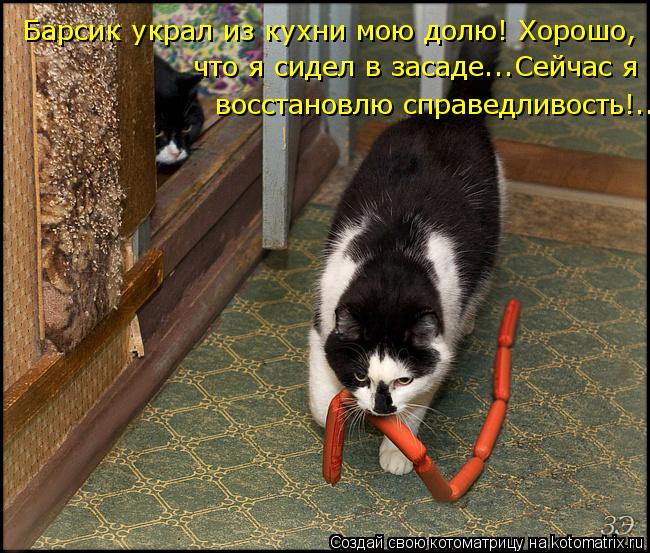 Барсик украл из кухни мою долю! Хорошо, что я сидел в засаде...Сейчас я восстановлю справедливость!... Котоматрица: Барсик украл из кухни мою долю! Хорошо, что я сидел в засаде...Сейчас я восстановлю справедливость!..
