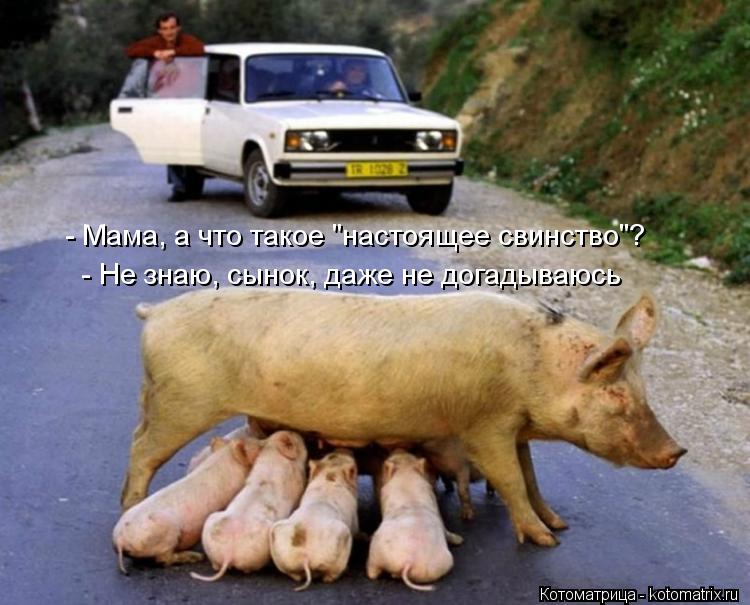 - Мама, а что такое "настоящее свинство"? - Не знаю, сынок, даже не догадываюсь... Котоматрица: - Мама, а что такое "настоящее свинство"? - Не знаю, сынок, даже не догадываюсь