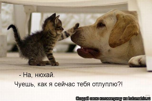 - На, нюхай. Чуешь, как я сейчас тебя отлуплю?!... Котоматрица: - На, нюхай. Чуешь, как я сейчас тебя отлуплю?!