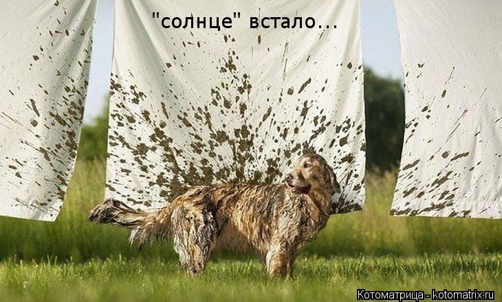 "солнце" встало...... Котоматрица: "солнце" встало...
