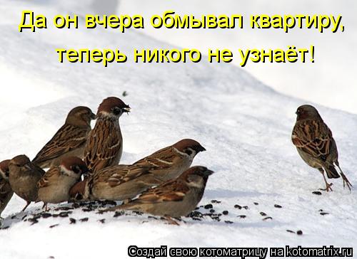 Да он вчера обмывал квартиру, теперь никого не узнаёт!... Котоматрица: Да он вчера обмывал квартиру, теперь никого не узнаёт!