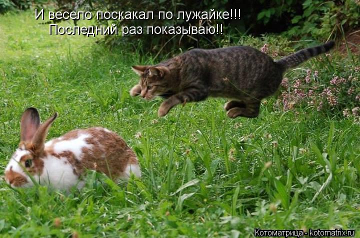 И весело поскакал по лужайке!!! Последний раз показываю!!... Котоматрица: И весело поскакал по лужайке!!! Последний раз показываю!!
